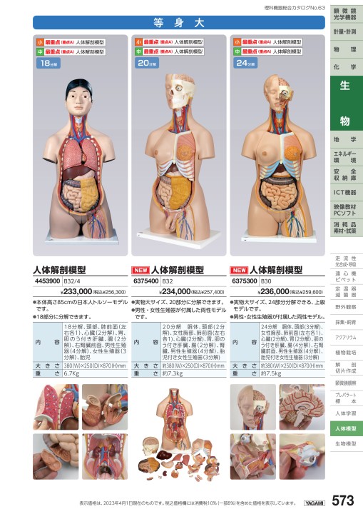 女性器・男性器 人体模型 - 健康/医学